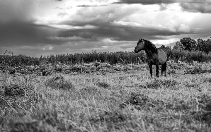 Wild Horse 1