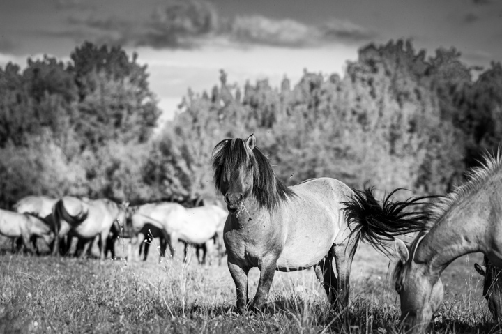 Wild Horse 2
