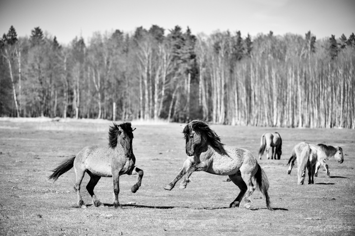 Wild Horse 3
