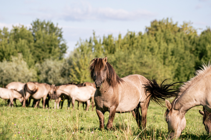 Wild Horse 4