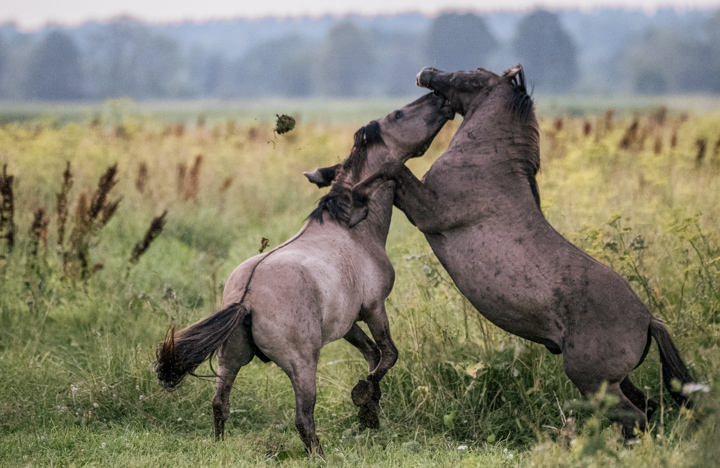 Wild Horse 5